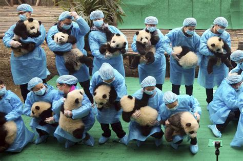 Trash pandas maeot